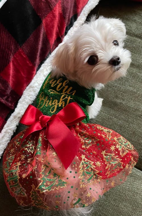 Double-Tail™ | 7.0" Curved Thinner