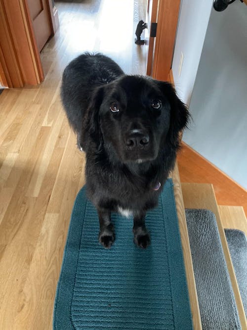 Rosé™ | 7.5" VG10 Straight Shears