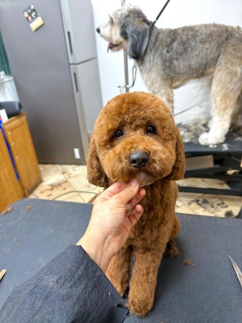 GhostCut™ | 7.0" Curved Eraser | Left-Handed