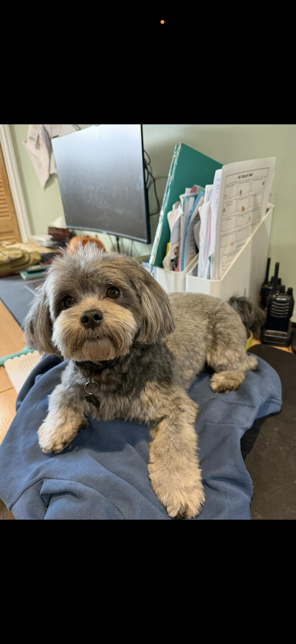 Home Grooming Series | 7" Standard Shears Kit