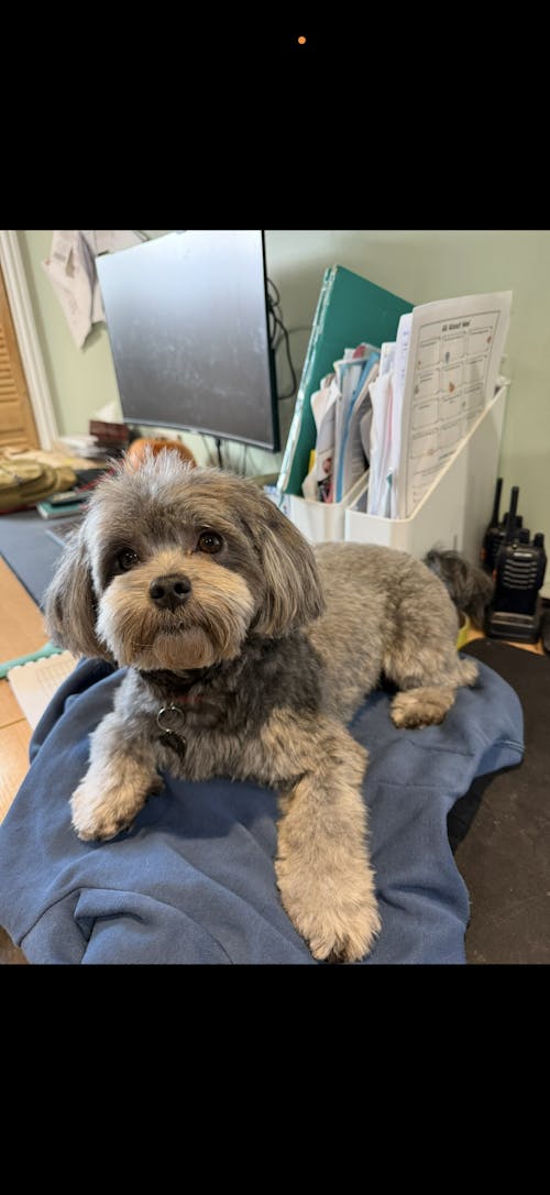 Home Grooming Series | 7" Standard Shears Kit