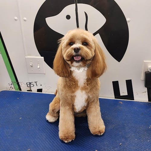 EliteStar™ | 7.0" VG10 Curved Eraser