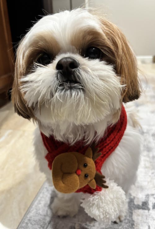 EliteTrim Christmas Pet Scarf