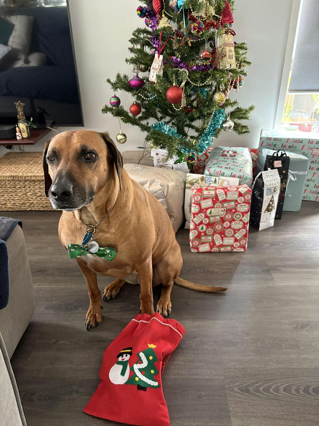 Dog Nail Grinder | Dual LED Lights | 3-Speed