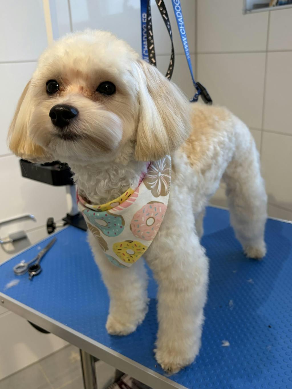 CandyBoom™ Series | 6.0" Superlight Curved Shears