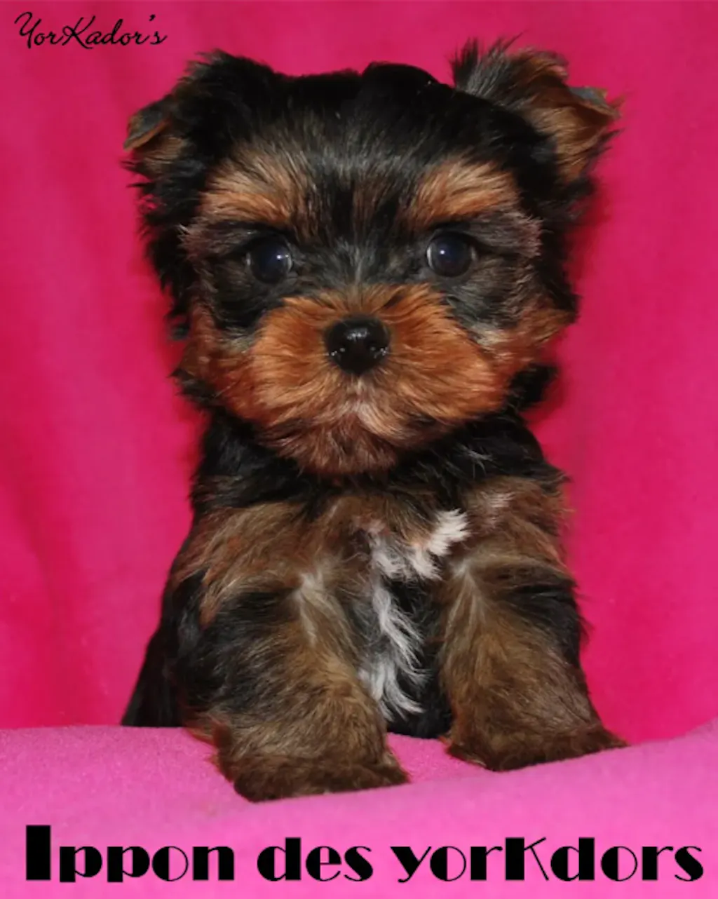 Home Grooming Series | 7" Advanced Shears Kit