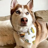 Denver Nuggets Over-the-Collar Reversible Dog Bandana ~ Three Fabric O –  ENestor Products