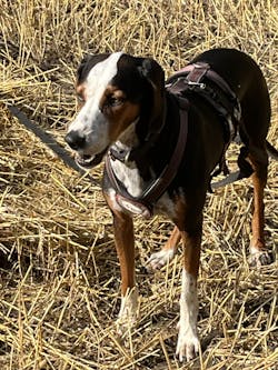 entoVITAL DOG SENSITIV Nassfutter