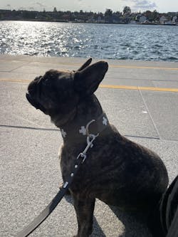 entoVITAL DOG SENSITIV