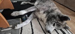 entoVITAL DOG detox - Nahrungsergänzung