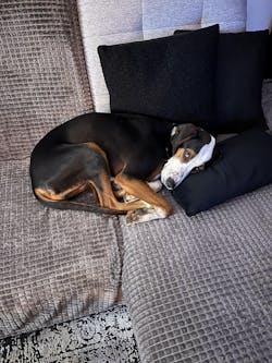 entoVITAL DOG SENSITIV