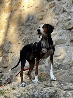 entoVITAL DOG Soft Snacks