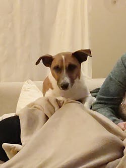 entoVITAL DOG SENSITIV Nassfutter