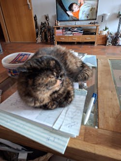 entoVITAL CAT mobility