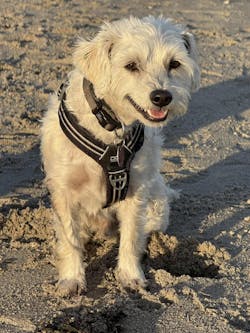 entoVITAL DOG Testbox HYPOALLERGENIC