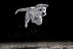 entoVITAL DOG HYPOALLERGENIC Nassfutter