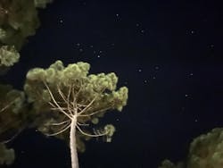 entoVITAL DOG Schleckpaste