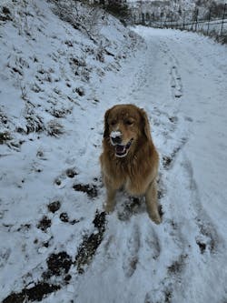 entoVITAL DOG SENIOR