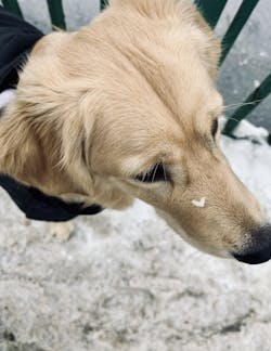 entoVITAL DOG Snacks-Probierpaket