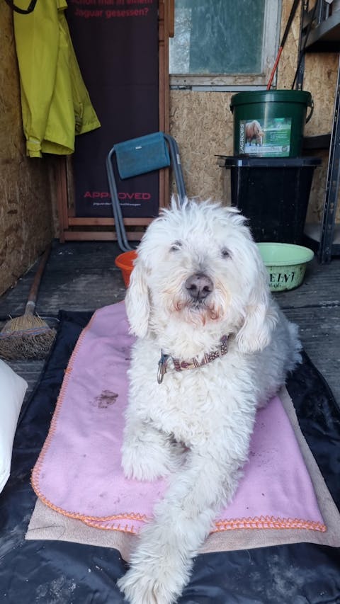 entoVITAL DOG hypoallergenic Nassfutter