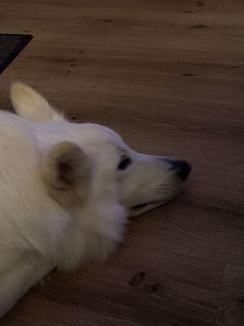 entoVITAL DOG Soft Snacks