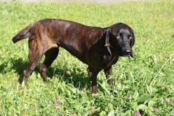 entoVITAL DOG SENSITIV Nassfutter