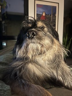 entoVITAL DOG SENSITIV