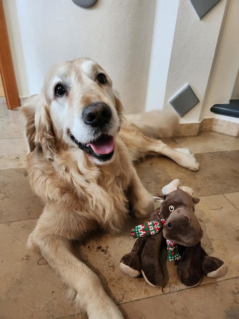 entoVITAL DOG HYPOALLERGENIC