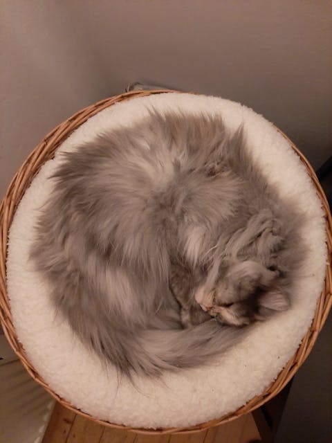 entoVITAL CAT HYPOALLERGENIC