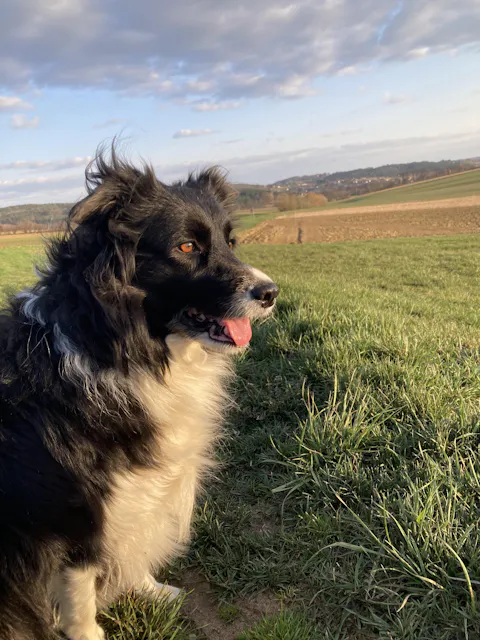 entoVITAL DOG HYPOALLERGENIC Nassfutter