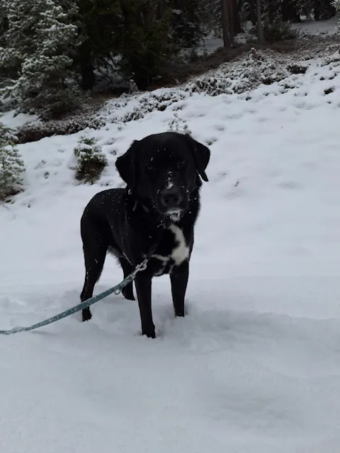 entoVITAL DOG SENSITIV