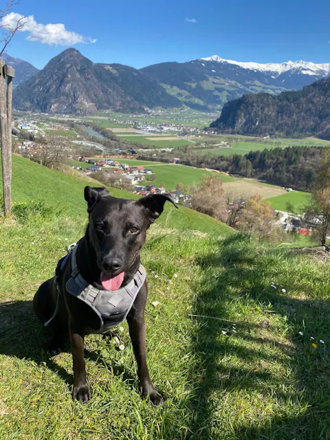 entoVITAL DOG stop&go - Nahrungsergänzung