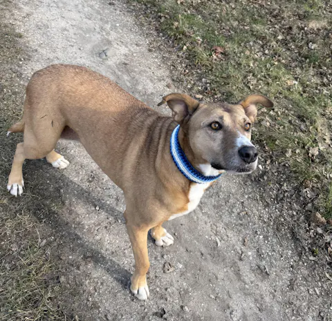 entoVITAL DOG SENIOR