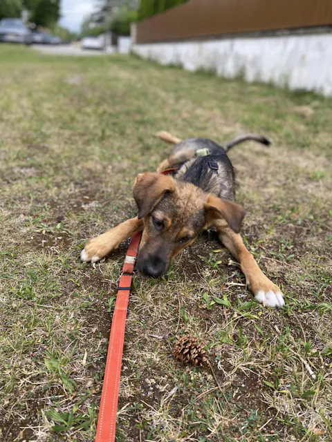 entoVITAL DOG vitamin boost PUPPY