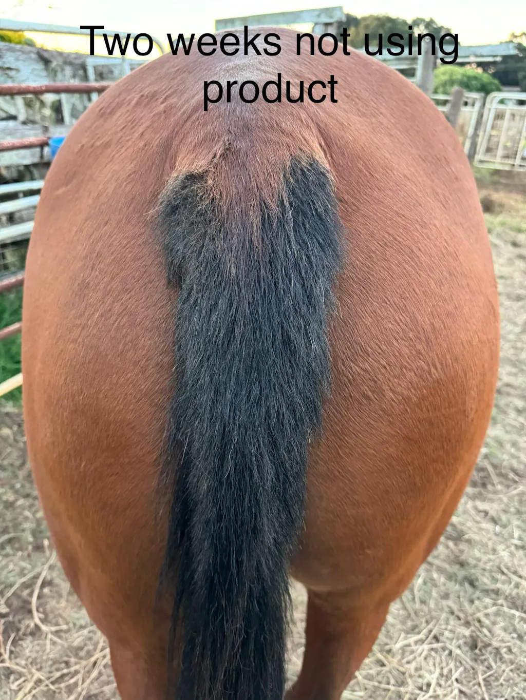 DERMAblend Queensland Itch Treatment Itchy Horse Remedies Equidae