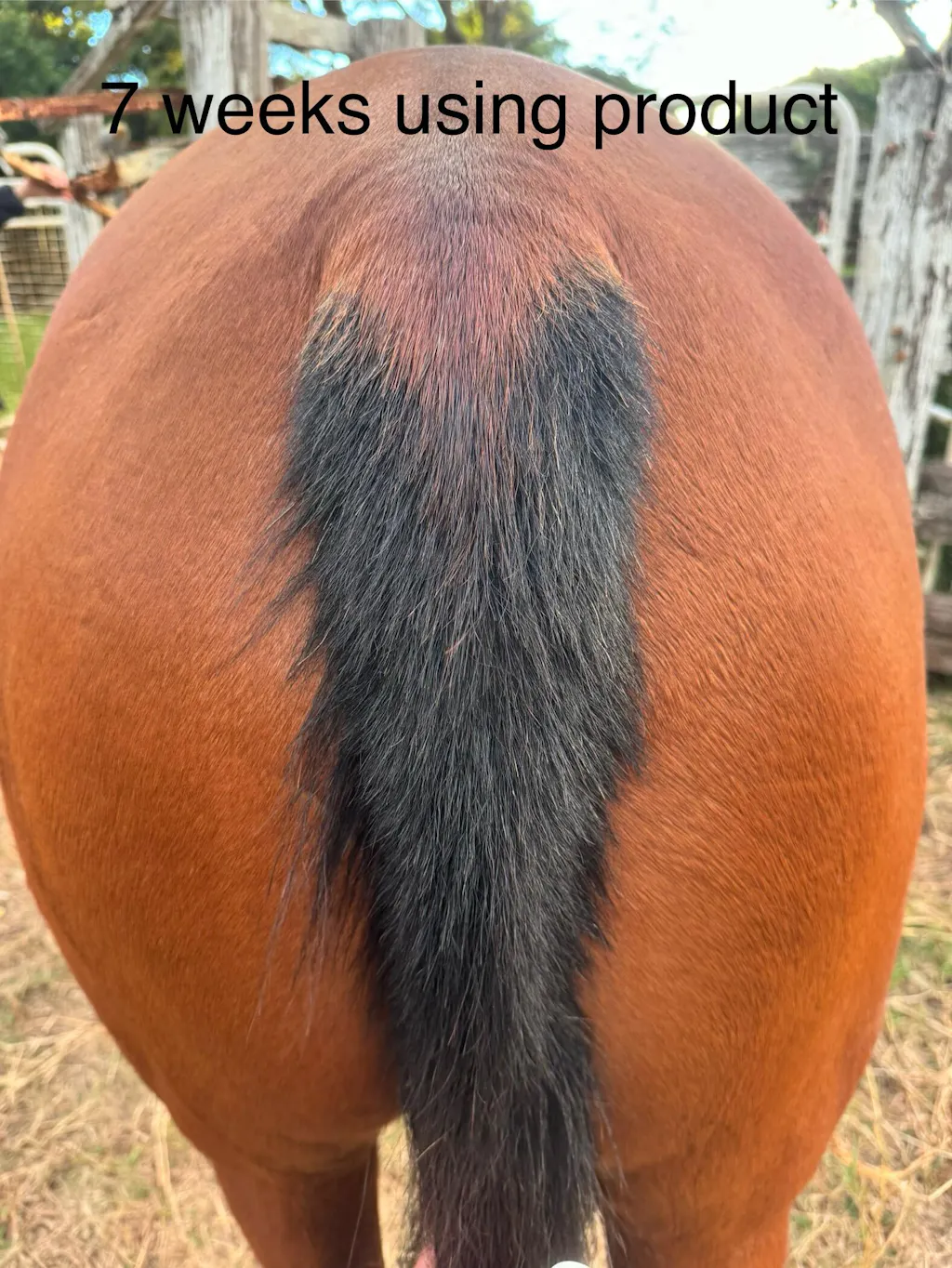 DERMAblend Queensland Itch Treatment Itchy Horse Remedies Equidae