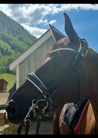 Weymouth Bridle Fleur