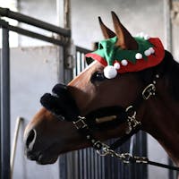 New Nylon Sheepskin Halter Soft
