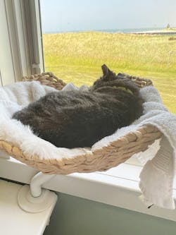 ERGO PURRCH - The Sustainable Desk-Mounted Cat Bed