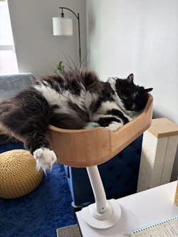 ERGO PURRCH - The Sustainable Desk-Mounted Cat Bed