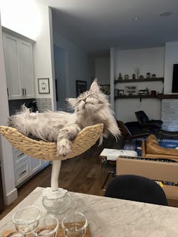 ERGO PURRCH - The Sustainable Desk-Mounted Cat Bed