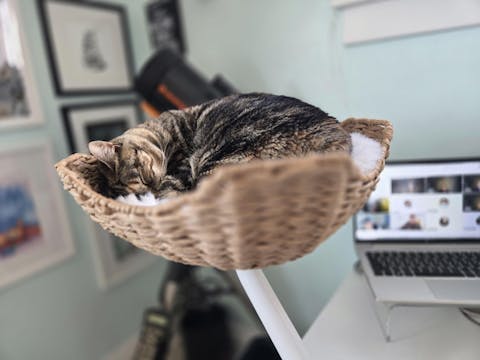 ERGO PURRCH - The Sustainable Desk-Mounted Cat Bed