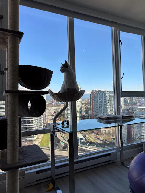 ERGO PURRCH - The Sustainable Desk-Mounted Cat Bed