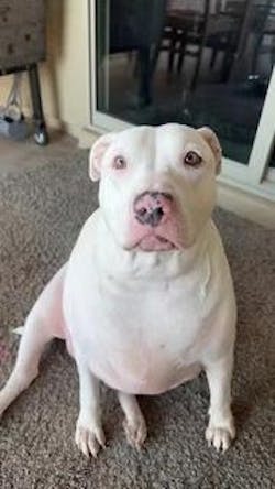 Vet-backed Pet Skin Soothing Spray