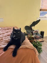 Solid Duvet Cover / Pumpkin Orange