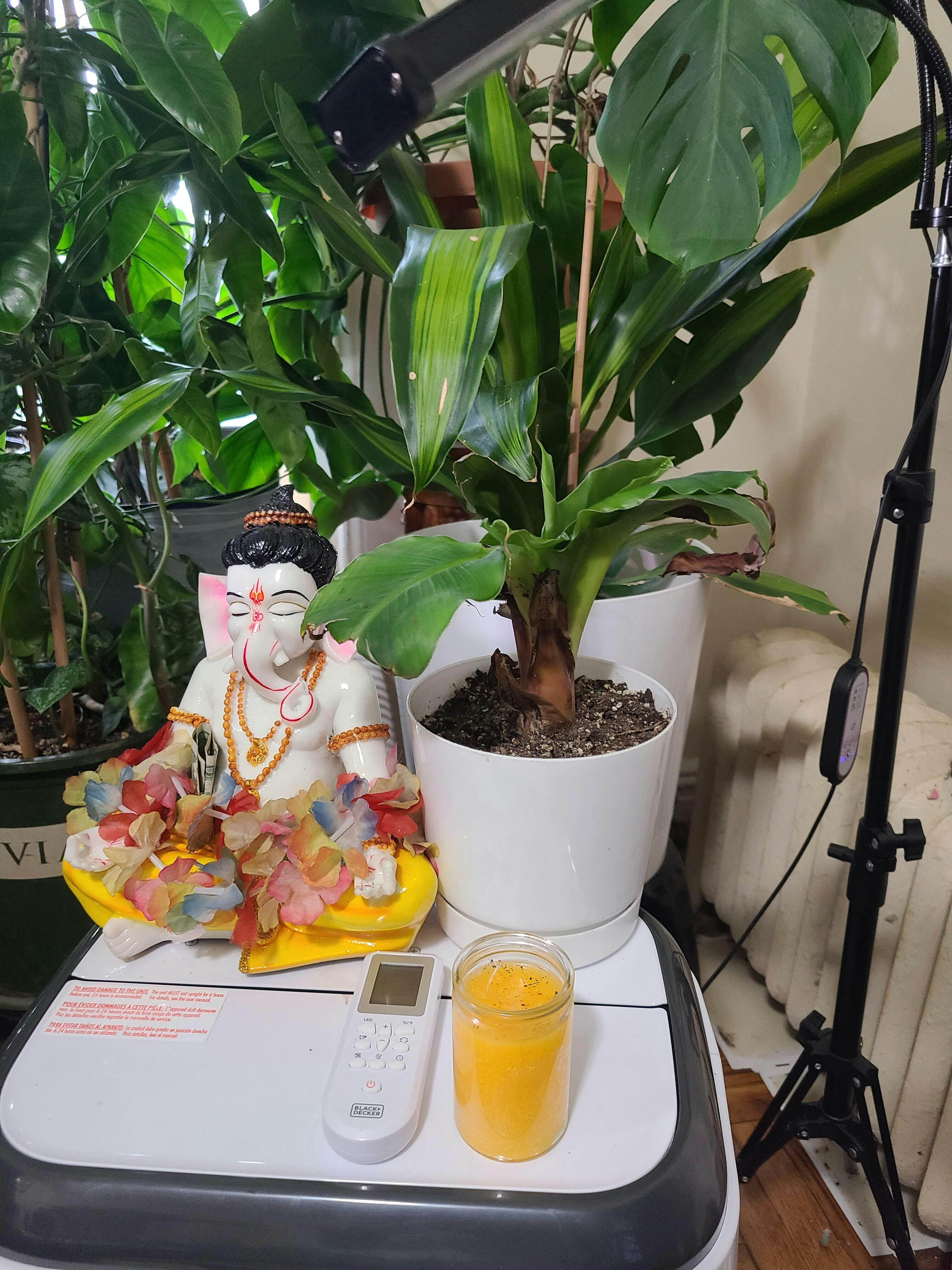 Little Prince Plant Banana Musa Hybrid – Everglades Farm
