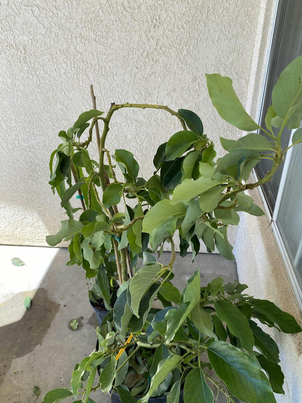 Avocado Tree Choquette Grafted for sale from Florida Everglades Farm