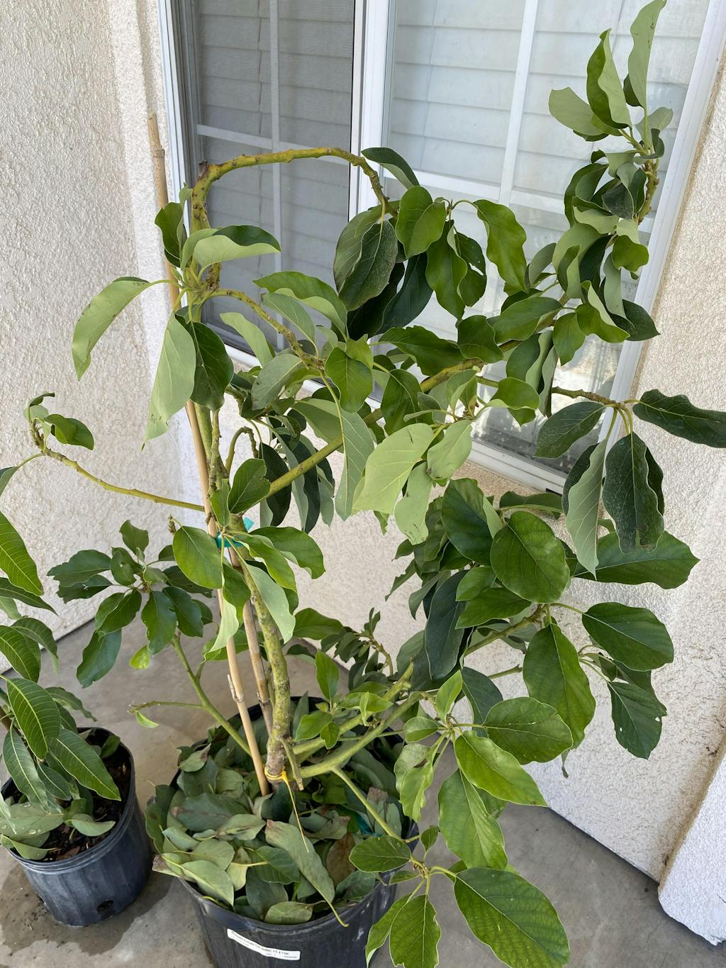 Avocado Tree Choquette Grafted for sale from Florida Everglades Farm