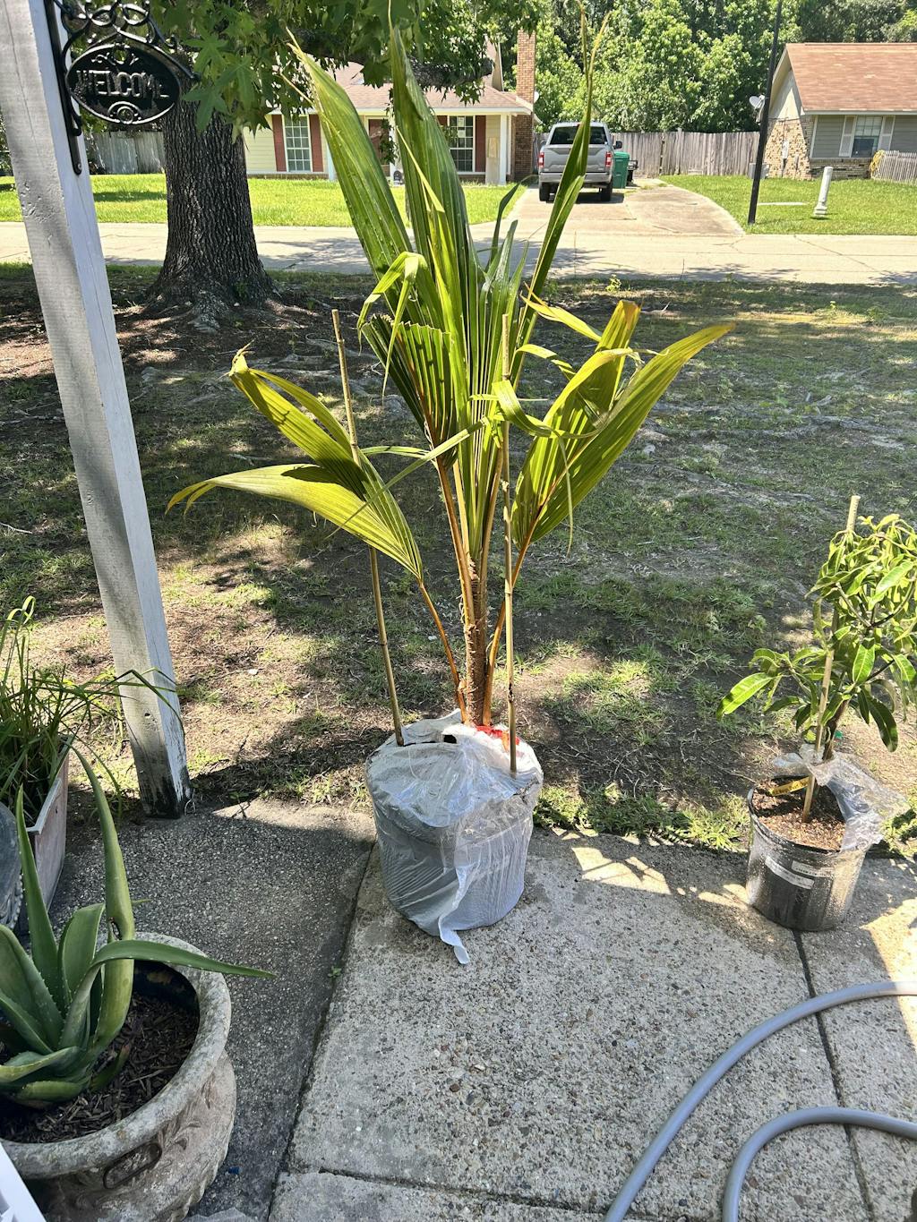 Maypan Coconut Palm, for sale from Florida Everglades Farm