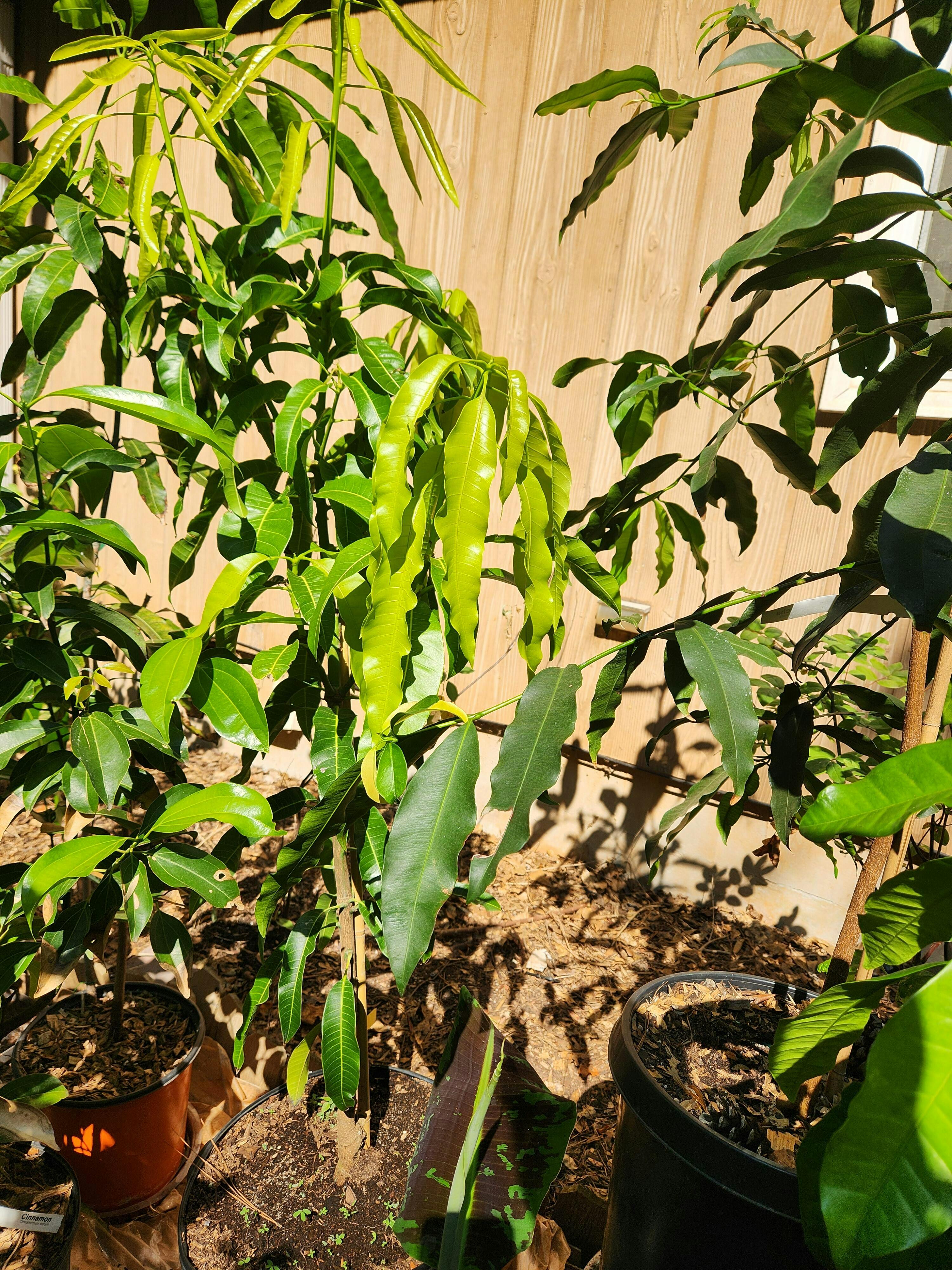 mango-tree-carrie-grafted-for-sale-from-florida-everglades-farm